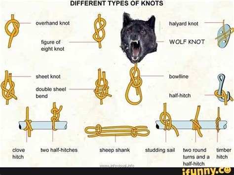 wolf knot|More.